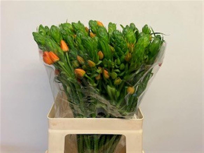 <h4>ORNIT DB ORANGE FIRE</h4>