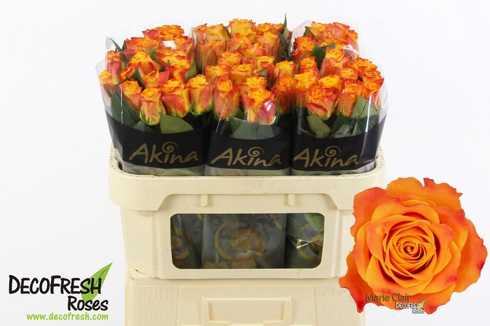 <h4>R Gr Marie Claire</h4>