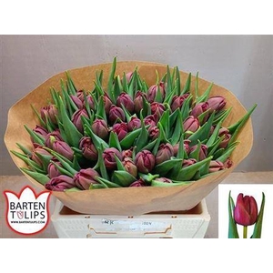 Tu Du Alison Bradley