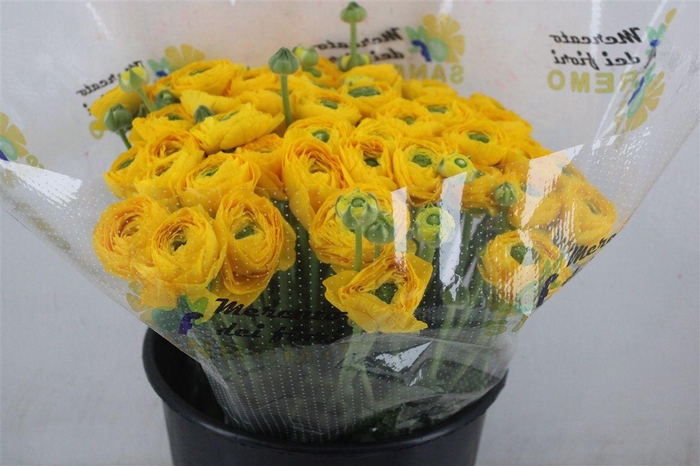 <h4>Ran Cloni Sup Omega</h4>