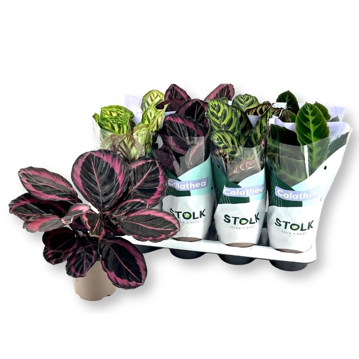 <h4>CALAT GEM 4 SRT</h4>