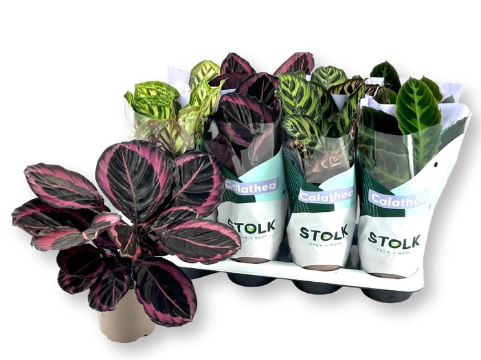 <h4>CALAT GEM 4 SRT</h4>