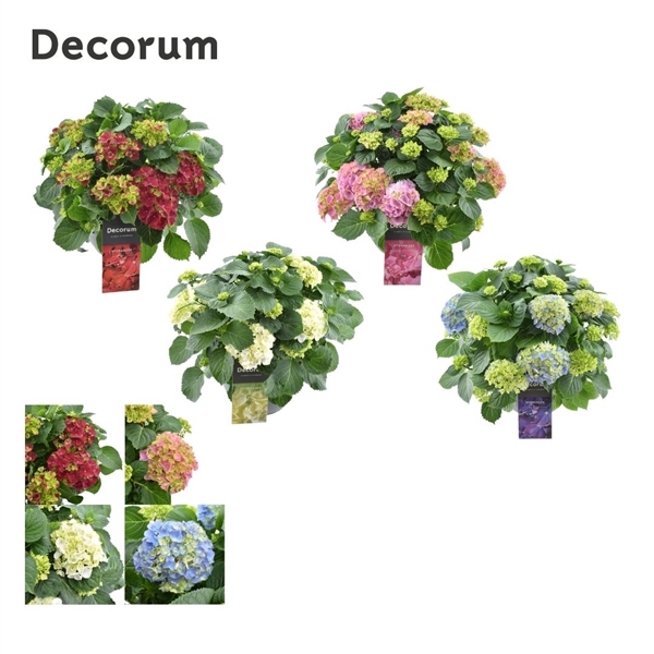 <h4>Hydrangea Macrophylla mix color cc  (Decorum)</h4>