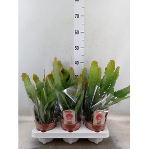 Epiphyllum   ...