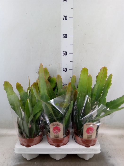 <h4>Epiphyllum   ...</h4>