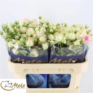 R Tr Gelato Molo River