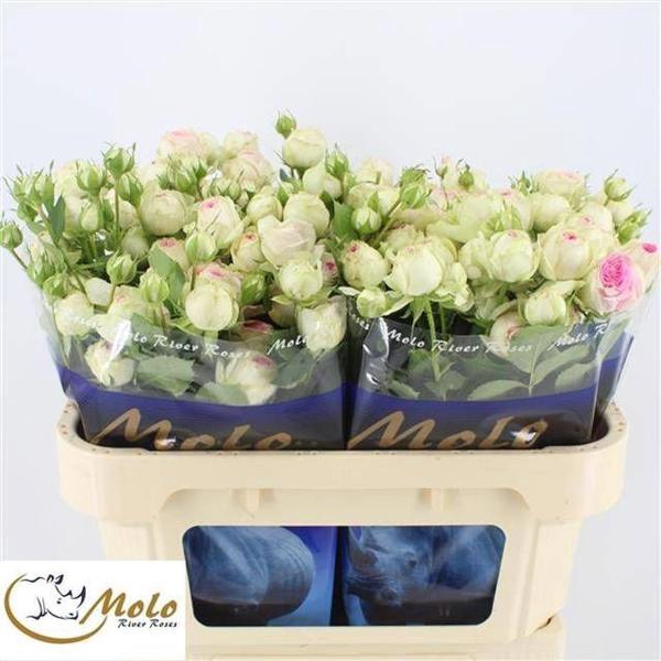 <h4>R Tr Gelato Molo River</h4>