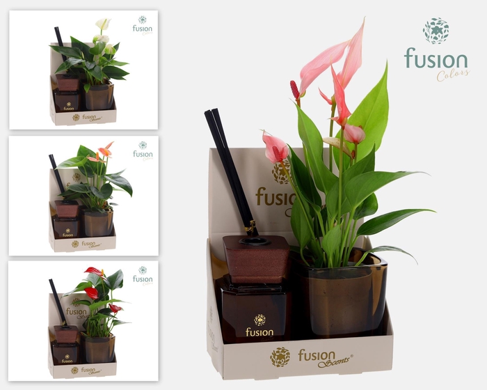 <h4>Glazen pot geurstok groen met Anthurium.</h4>