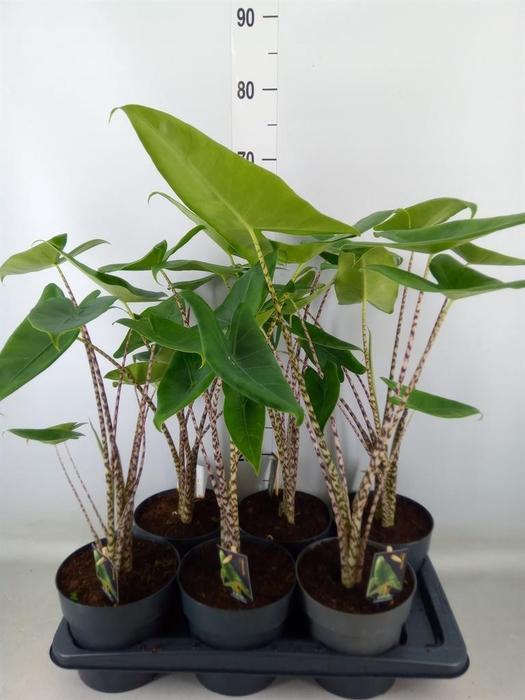 <h4>Alocasia zebrina</h4>