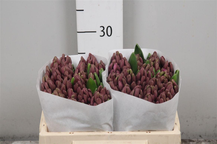 <h4>Hyac Paul Hermann</h4>