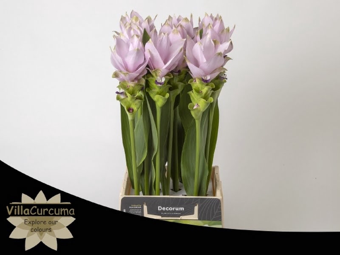 <h4>Curcuma Siam Splendid</h4>