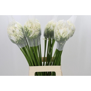 Agapanthus Gletsjer