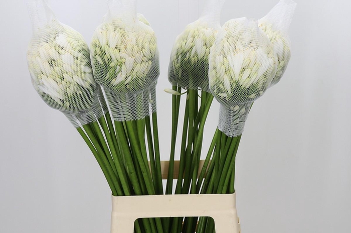 Agapanthus Gletsjer