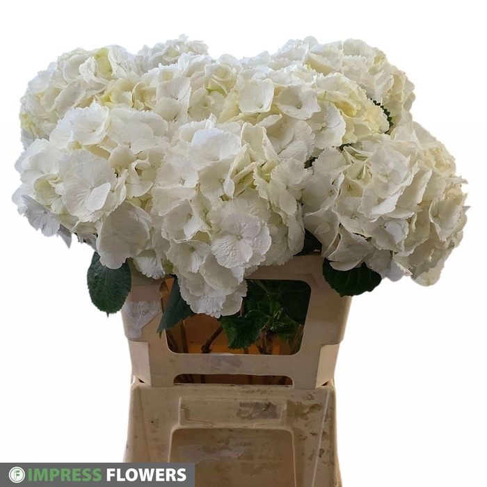 <h4>HYDR M SCHNEEBALL</h4>