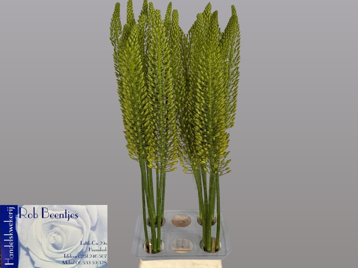 <h4>EREMURUS BOLERO</h4>