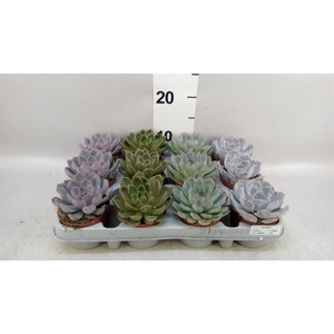 Echeveria   ...mix
