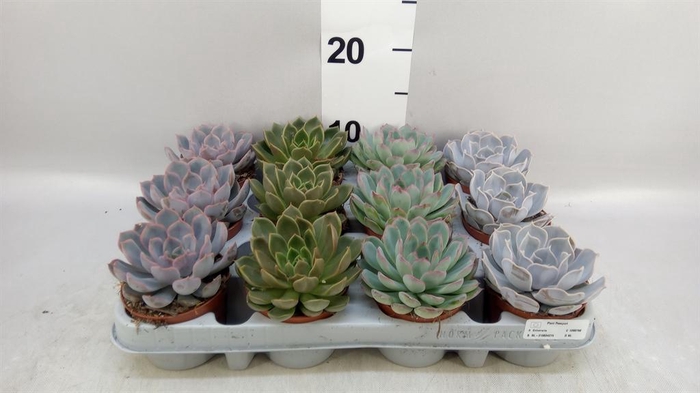 <h4>Echeveria   ...mix</h4>