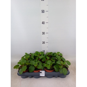 Pilea peperomioides