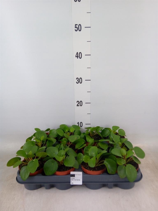 <h4>Pilea peperomioides</h4>