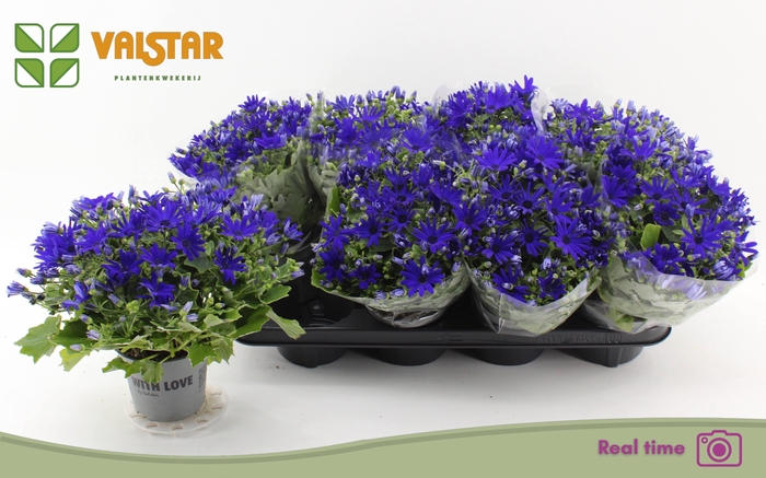 <h4>PERI C MAN BLUE CH</h4>