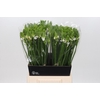 Ornithogalum Thyrsoides BIG WHITE