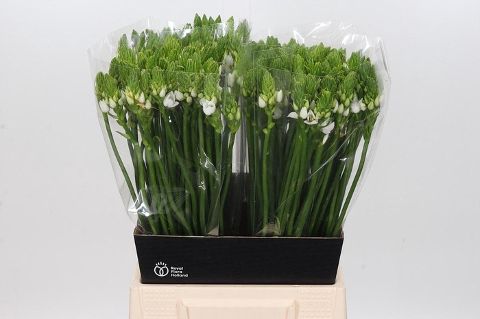 <h4>Ornithogalum Thyrsoides</h4>