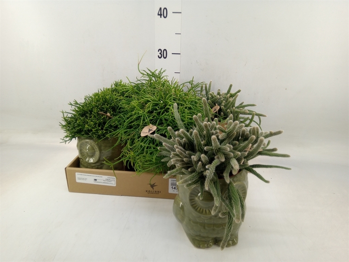 <h4>Rhipsalis   ...mix</h4>