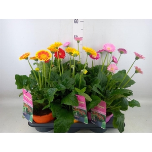Gerbera  'Garvinea'   ...mix