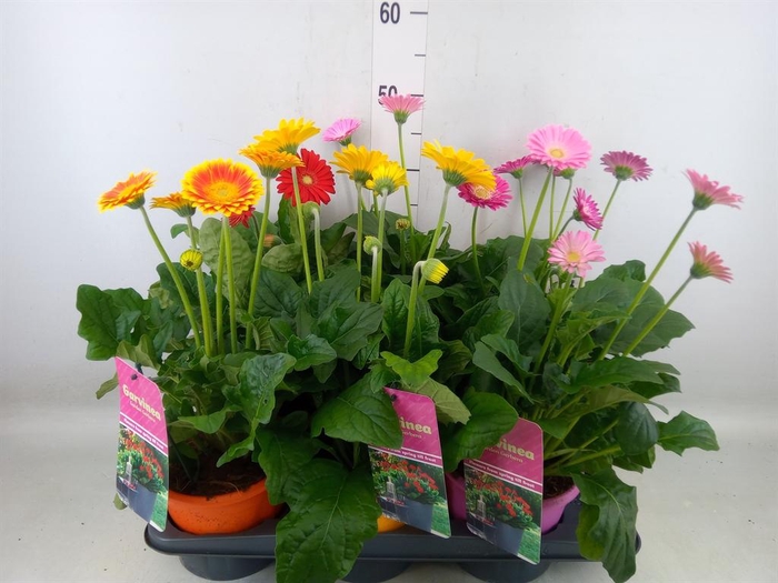 <h4>Gerbera  'Garvinea'   ...mix</h4>