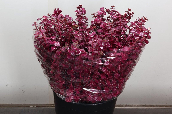 <h4>Euca Baby Blue Wx Cerise</h4>