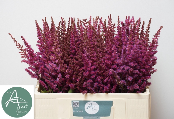 <h4>ASTIL MAGGIE DALEY</h4>