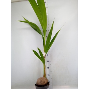 Cocos nucifera