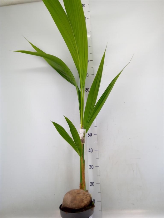 <h4>Cocos nucifera</h4>
