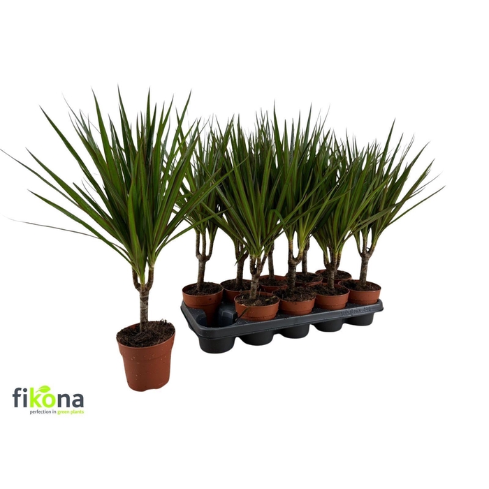 <h4>DRA MARGINATA</h4>