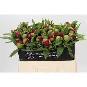 Paeonia Red Charm