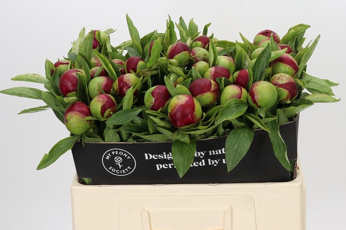 <h4>Paeonia Red Charm</h4>