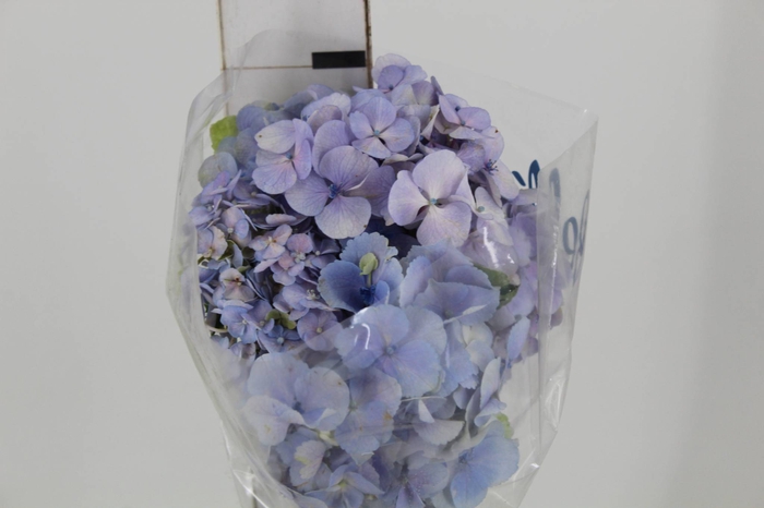 <h4>HORTENSIA FORCE LILAS 060 CM</h4>