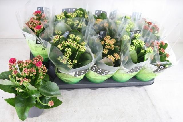 <h4>KAL GE GEM 5 KL</h4>