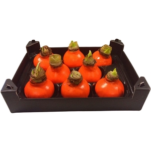 Wax Hipp Orange