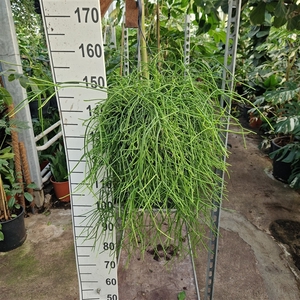 Rhipsalis Pulchra hangplant