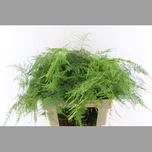 Asparagus Set Extra Veren