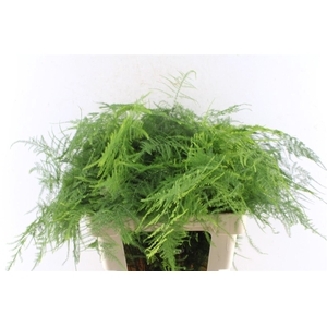 Asparagus Set Extra Veren