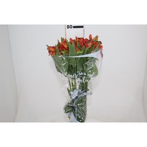 ALSTROEMERIA CINNAMON 080 CM