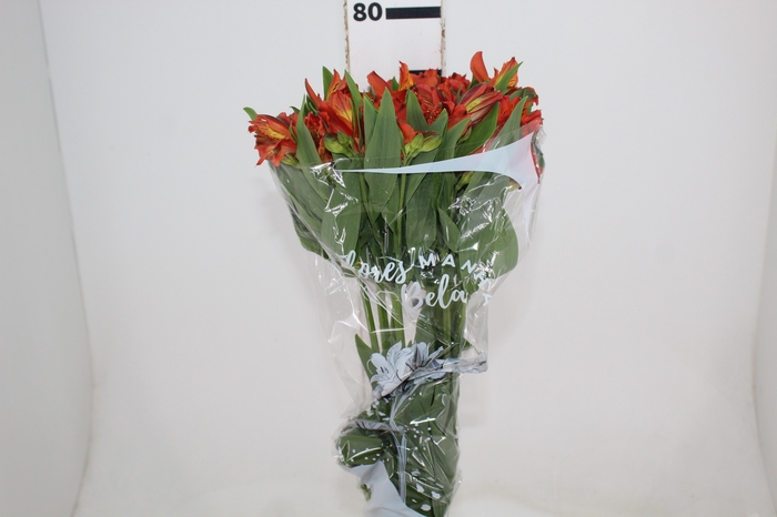 <h4>ALSTROEMERIA CINNAMON 080 CM</h4>