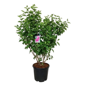 Syringa v. 'And. an Ludwig Späth'