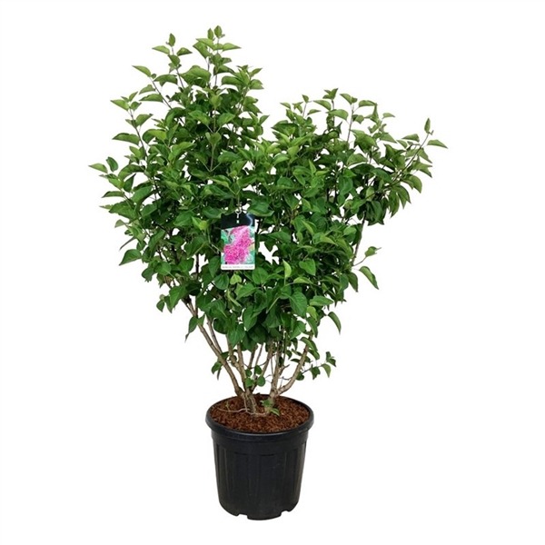 <h4>Syringa v. 'And. an Ludwig Späth'</h4>
