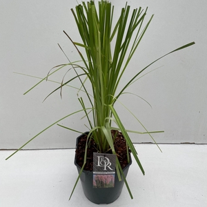 Cortaderia selloana Rosea
