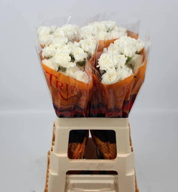 <h4>DI ST EVEREST</h4>