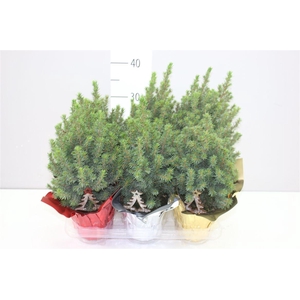 Picea Gl Perfecta Potcover Mix Deco