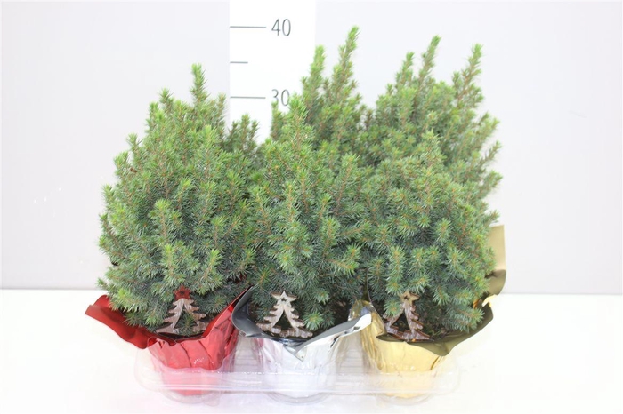 <h4>Picea Gl Perfecta Potcover Mix Deco</h4>